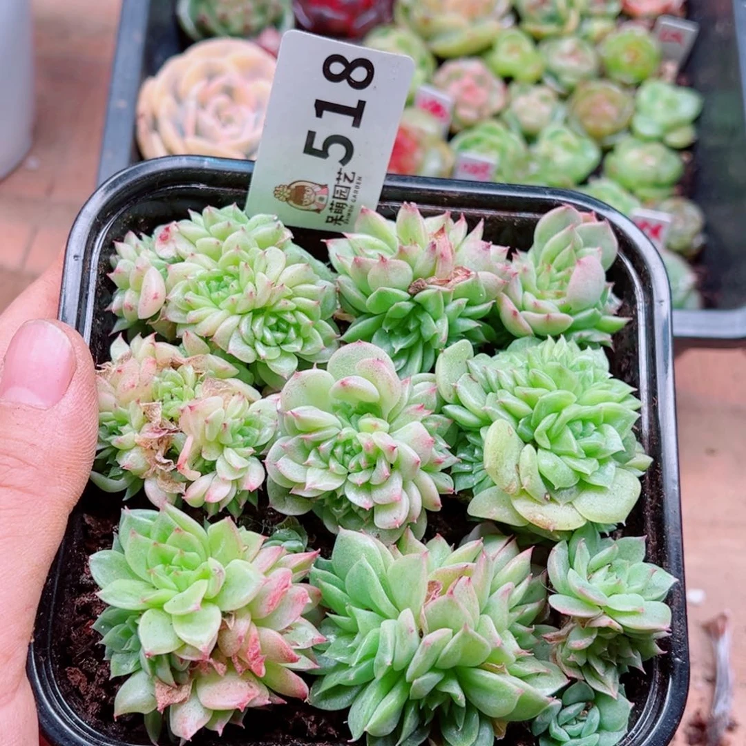 当前无花朵，栽培后可花朵