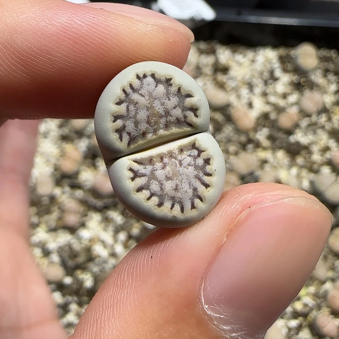 11.18。      糖霜饼干。     2059