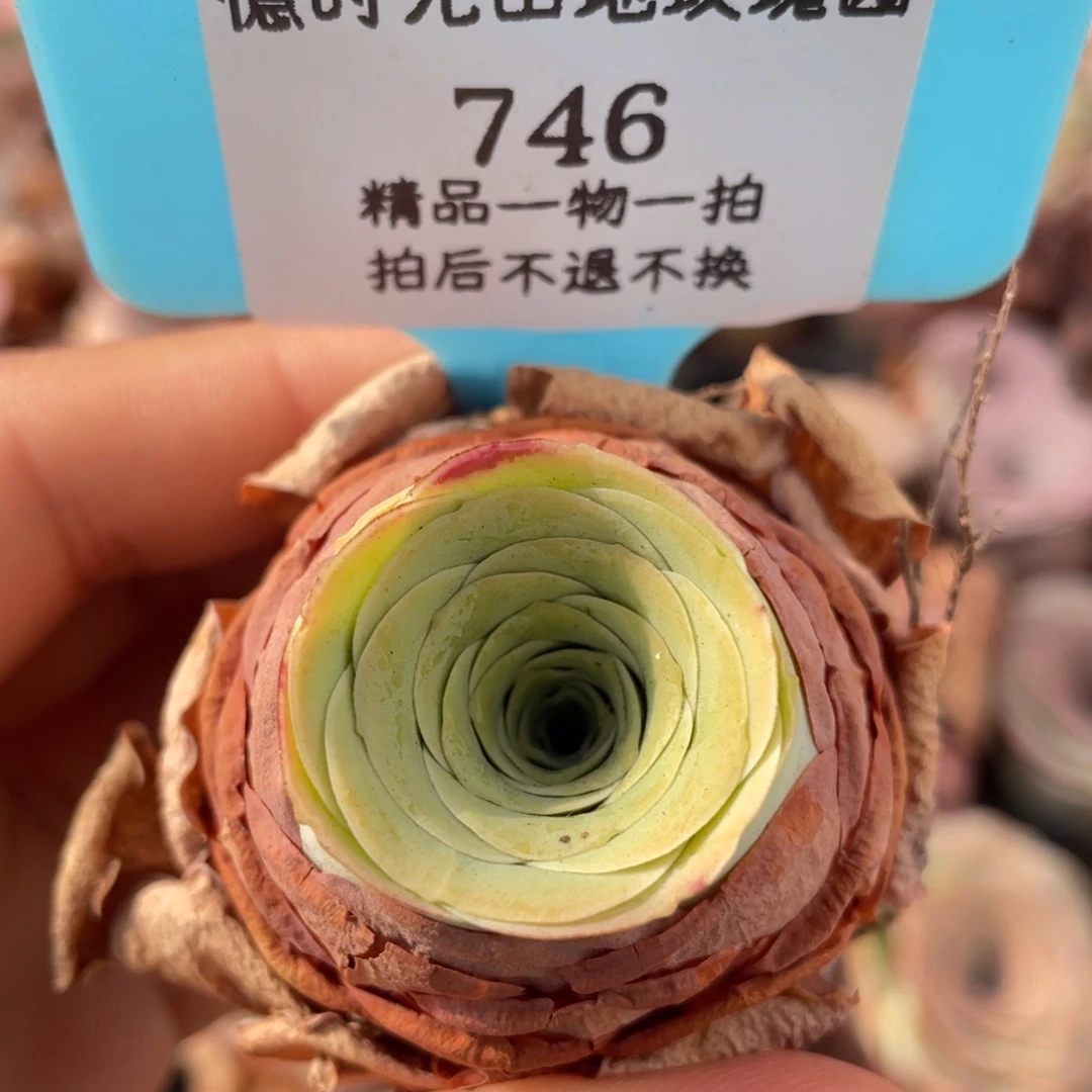 山地玫瑰746裸根发货不售后