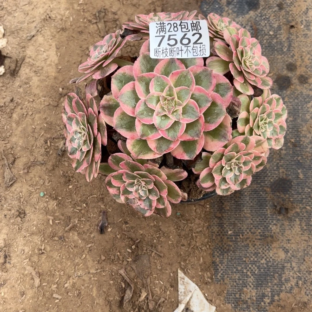 M. 7562云和多肉，？ad