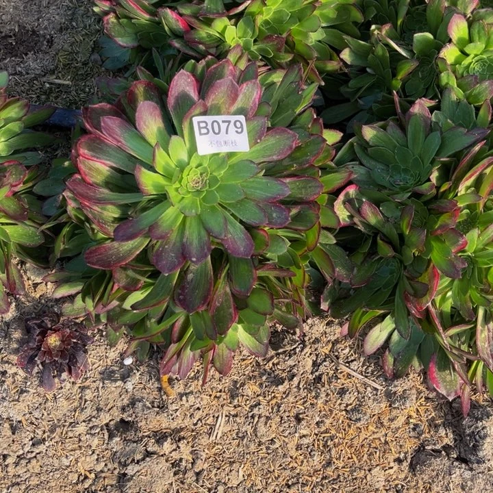 079万彩灯多肉法师不包断枝