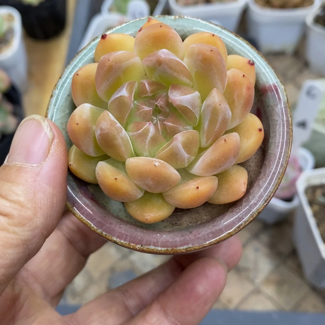 精品多肉一物一拍不包整9