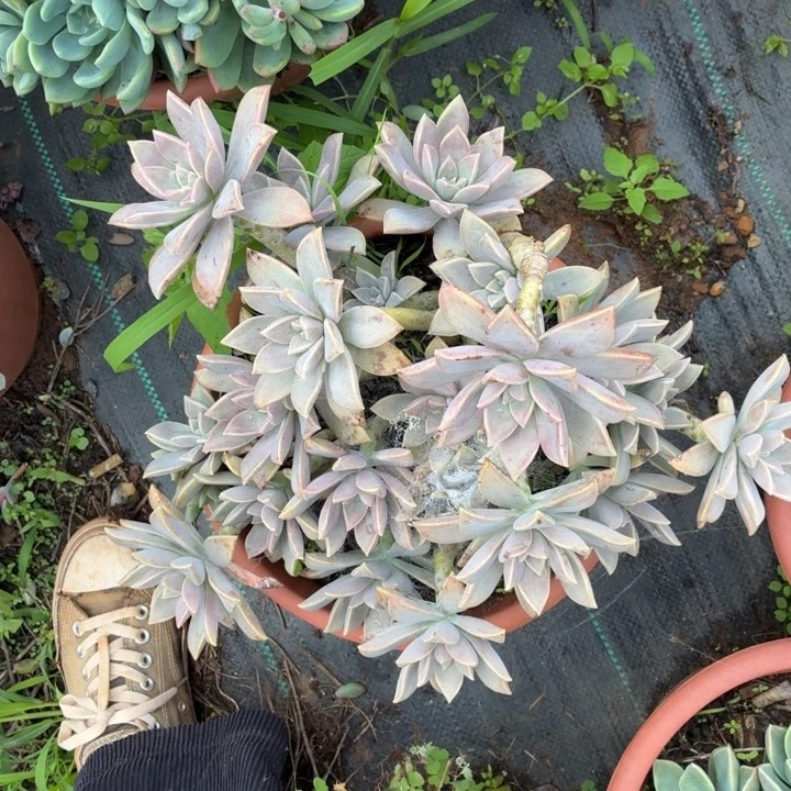 杨***燕多肉植物。。。。。。。。。。。。。。