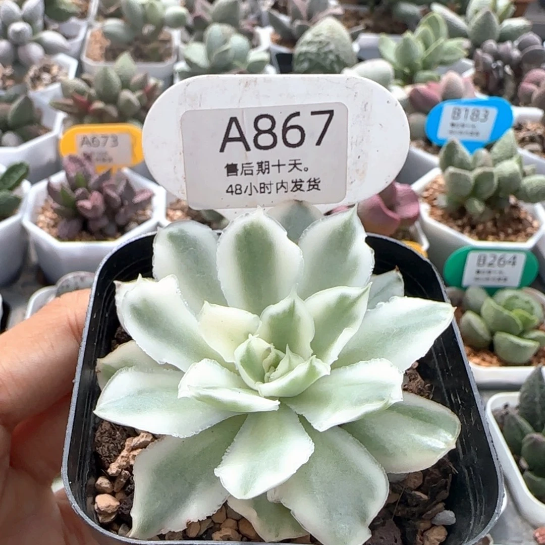 紫蝴蝶锦。    867。