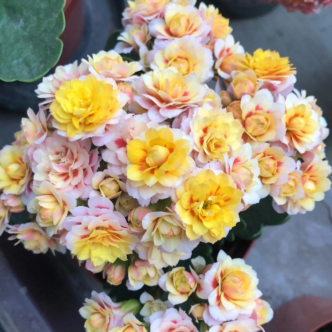 【牡丹醉】变色稀有名贵长寿花四季开花室内盆栽