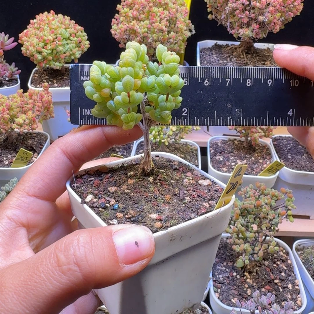 a20号元宝冠服5厘米左右