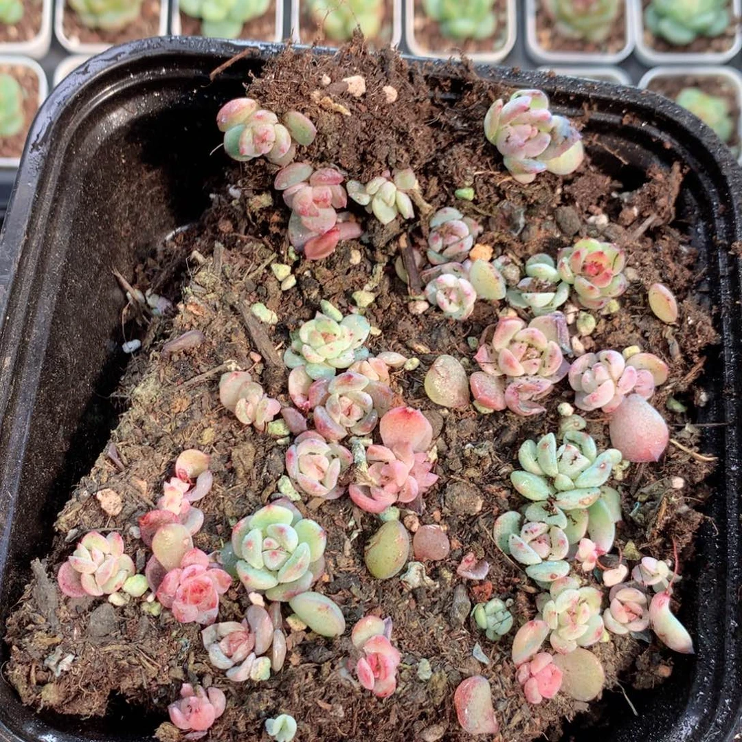 无花朵S214英语英语