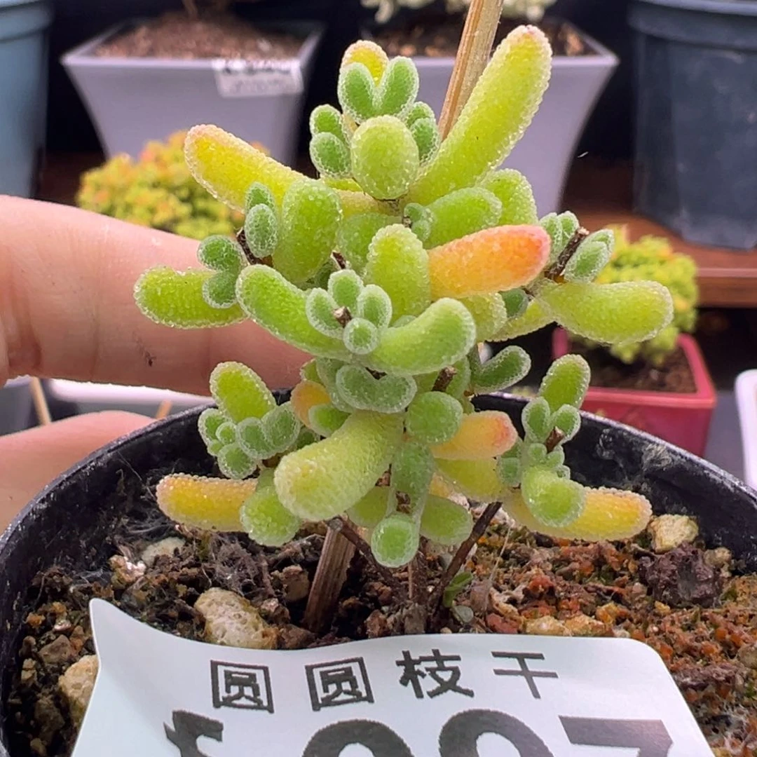 097星星杂一物一拍