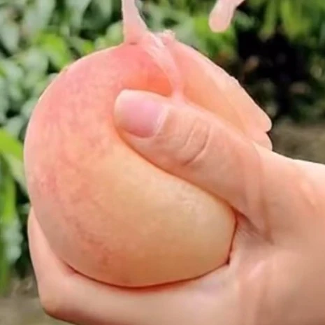 桃新品种杏洋大花水蜜桃裸根苗，不包活