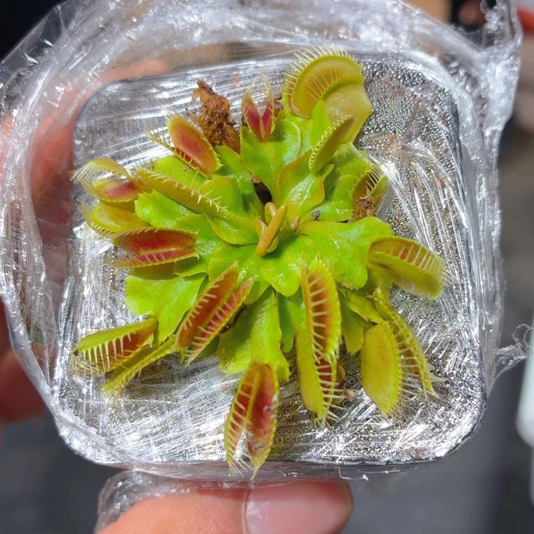 捕蝇草多肉9.9包邮发货