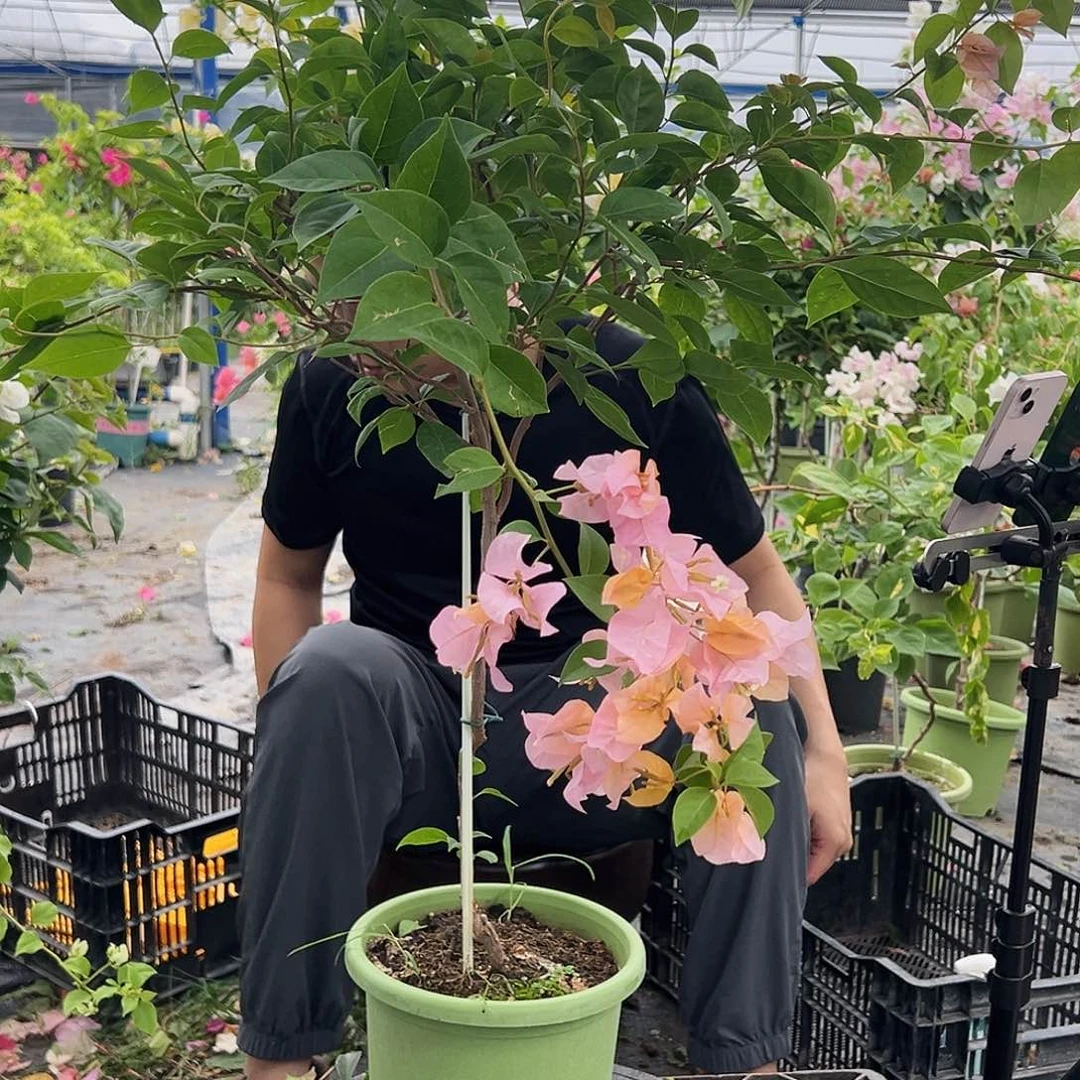 红***雨当前无花栽培后可以开花J13金发