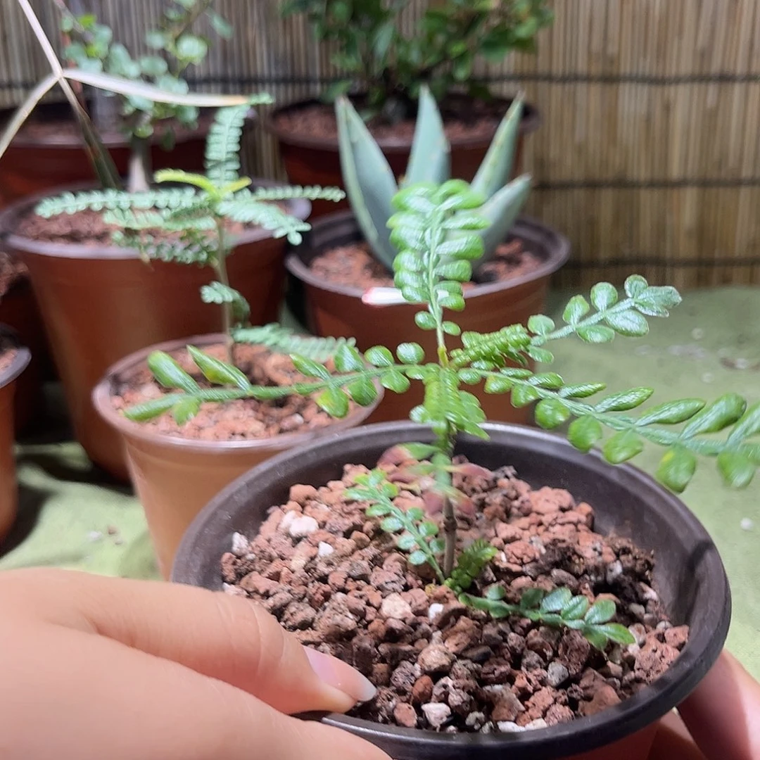 碟***迪多肉植物赤羽漆树