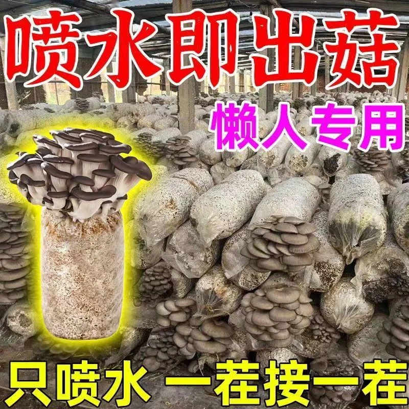 【福利专属】室内平菇蘑菇种植包菌包食用菌平菇秀珍家种种植蘑菇包