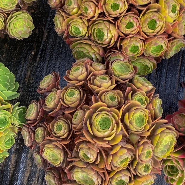 万圣节红心沙拉碗一颗多肉植物