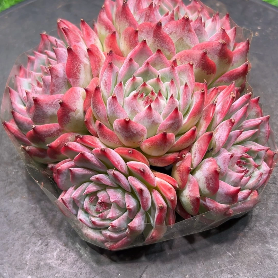 吉娃娃群，一物一拍。