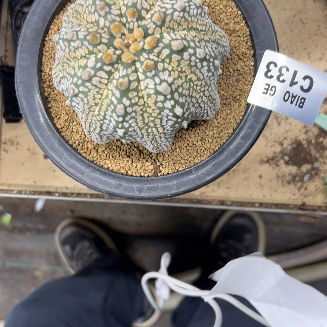 C133号兜仙人球多肉