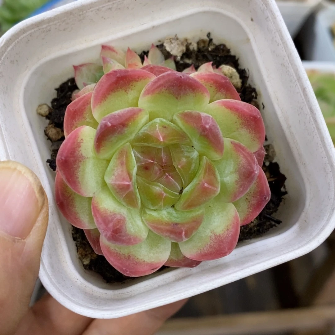 精品多肉一物一拍不包整39