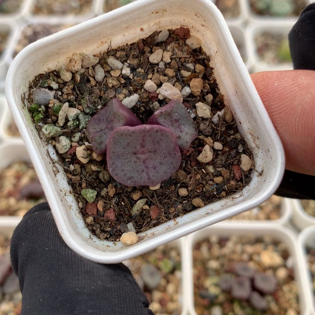 871紫方碗母本一颗