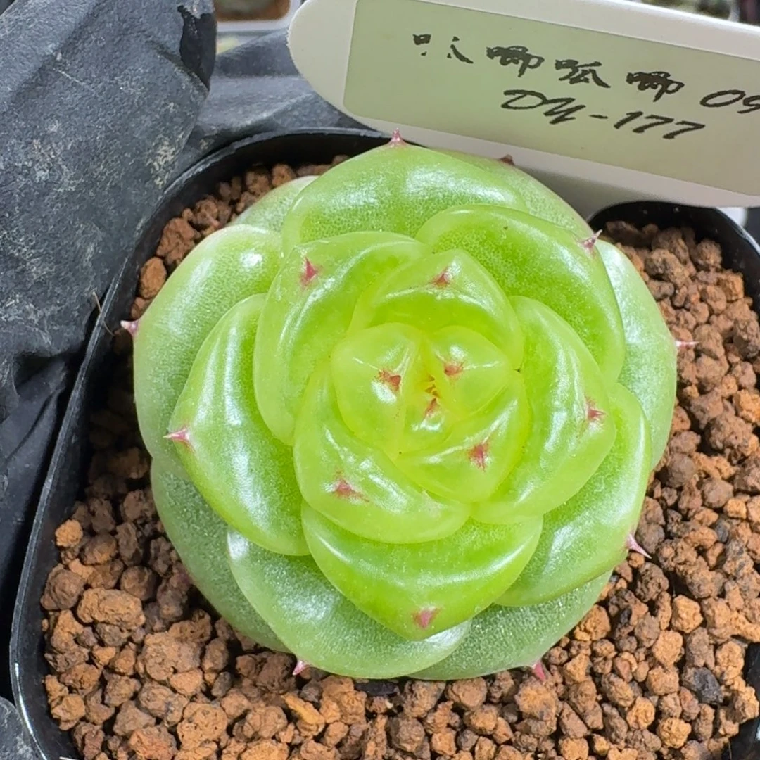 0927-177-宝拉单头