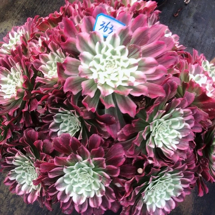 晓*363水墨年华多肉法师