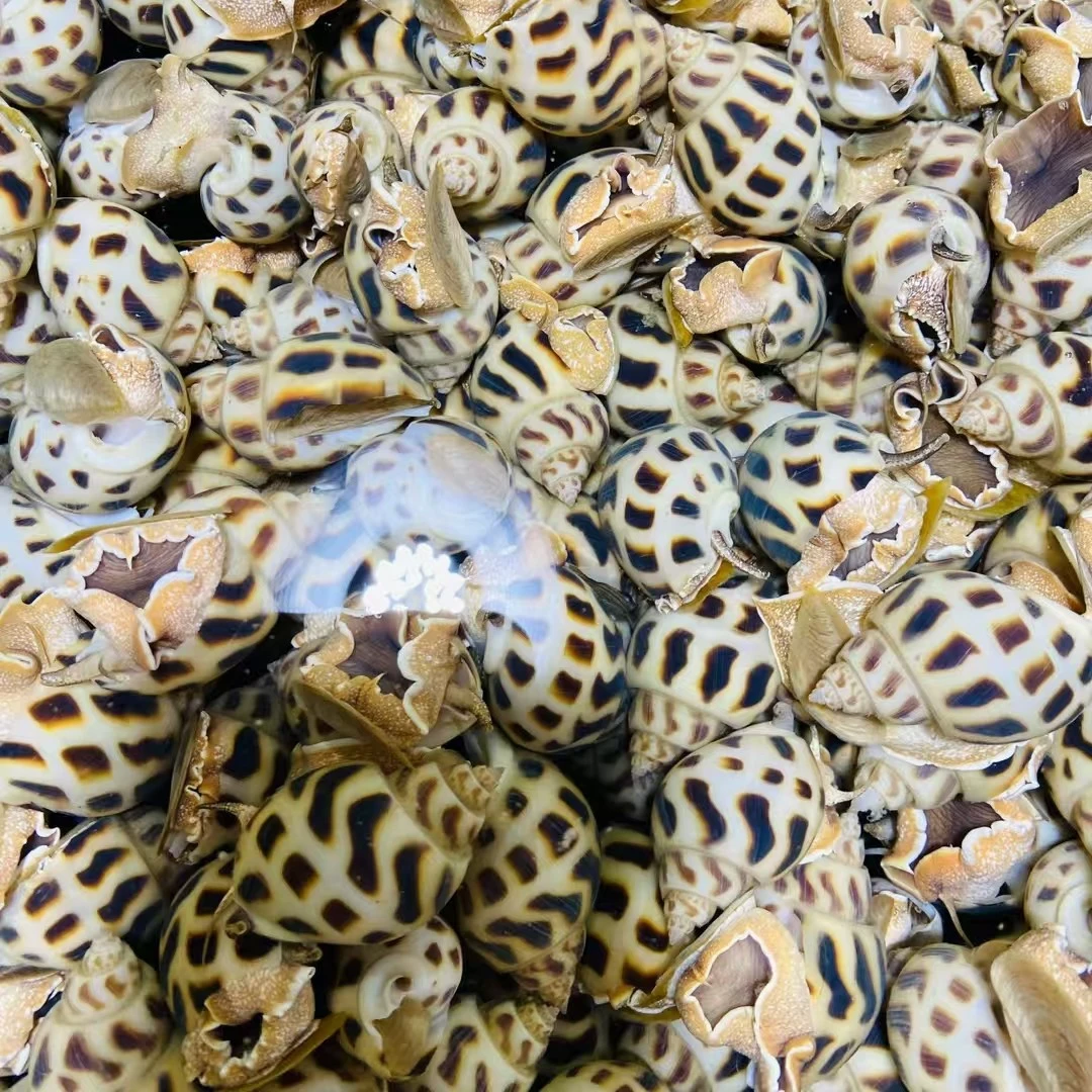 辣酒煮小香螺500g，现捞现做