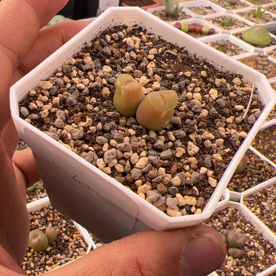 王***霖1.2雪茄多肉植物562