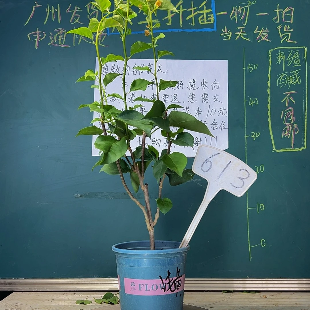 当前无花栽培后可以开花    绿叶浅黄  613