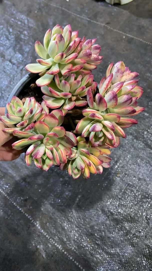 新手好养叮当锦多肉植物阳台庭院绿植净化空气