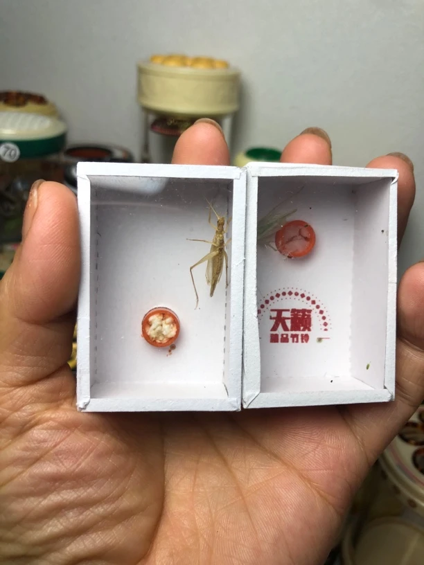 蓝竹蛉柬埔寨竹蛉各1只