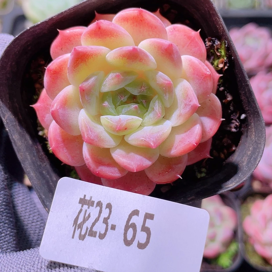 花利美23-65秘境冰魄