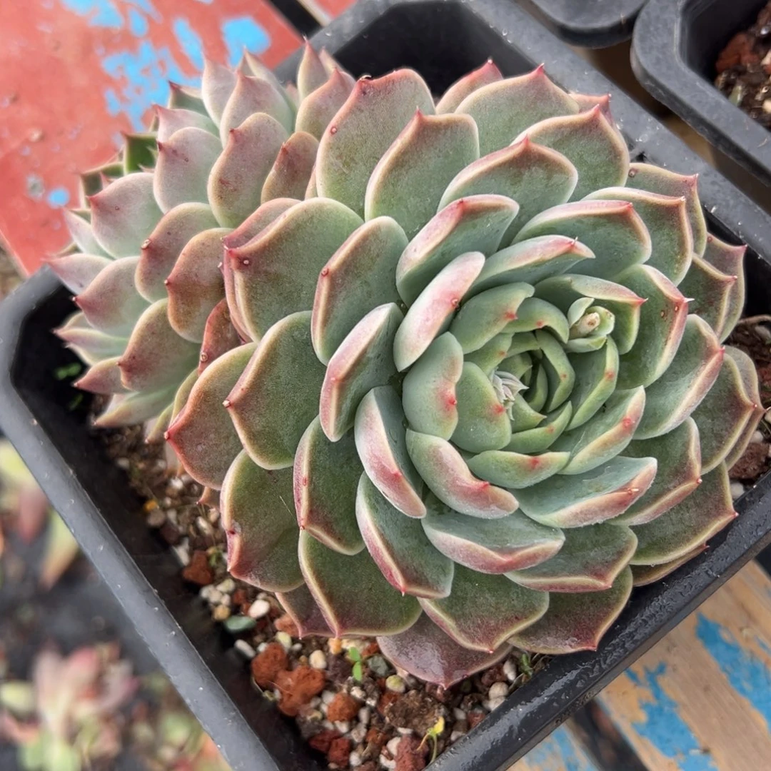 多肉植物一物一拍（38号）