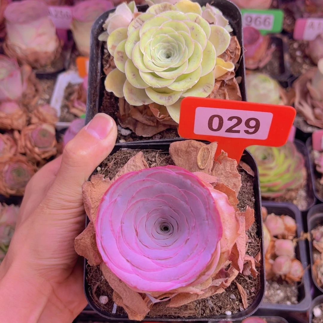 m****x山地玫瑰脱土裸根发货029