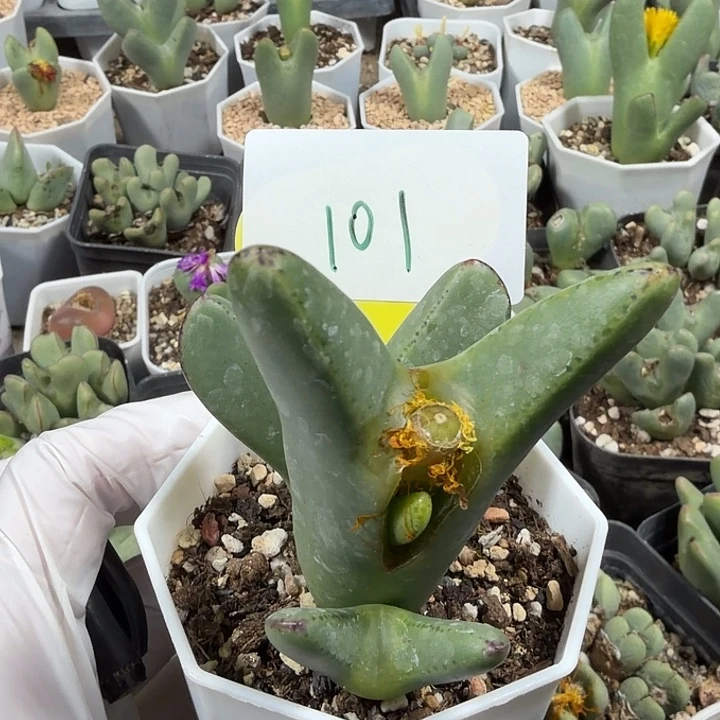 苹果手机在家里了么