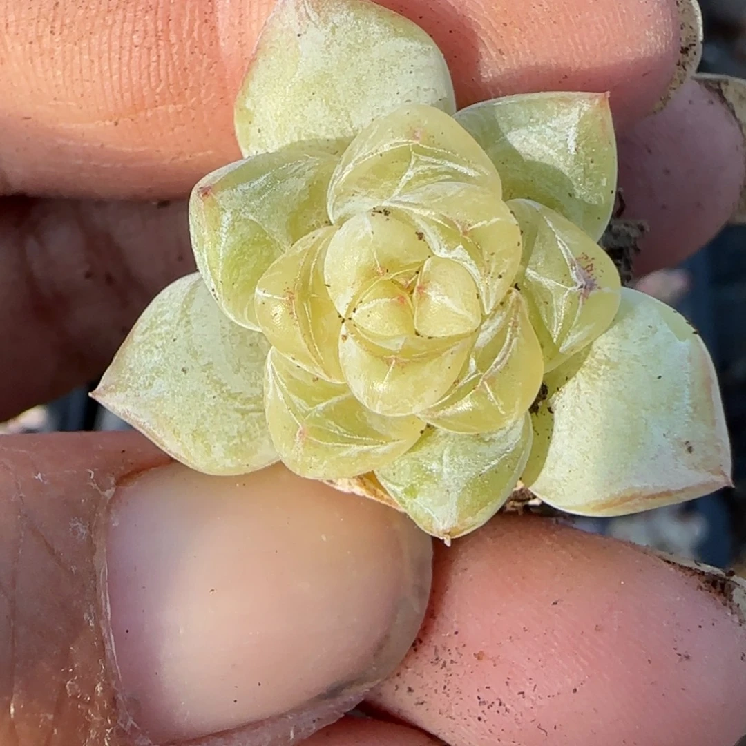 小卡拉米糖心一物一拍