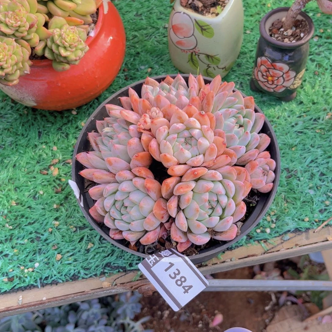 如梦令多肉植物1384