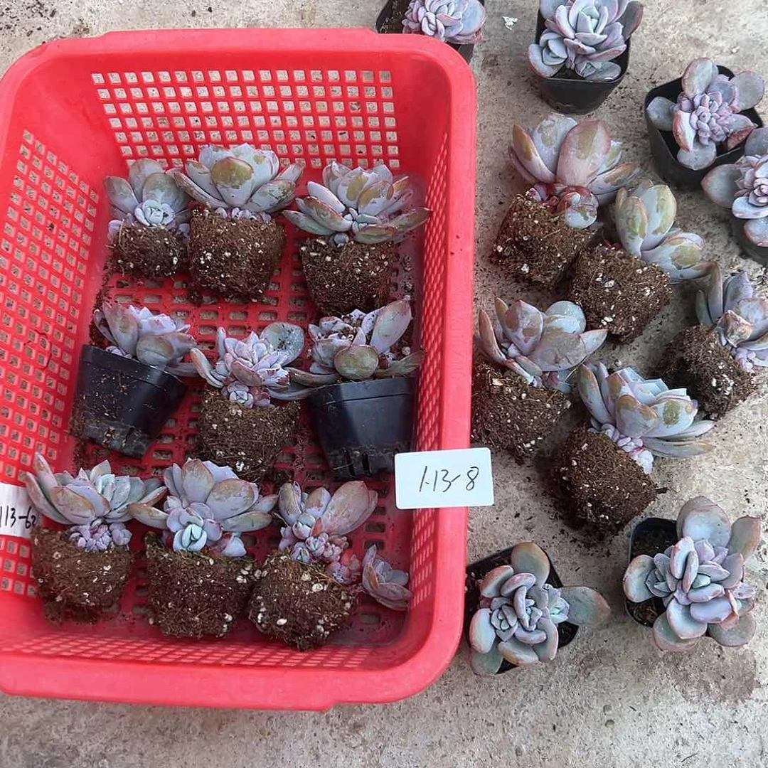 1.13-8奶茶多头多肉随机