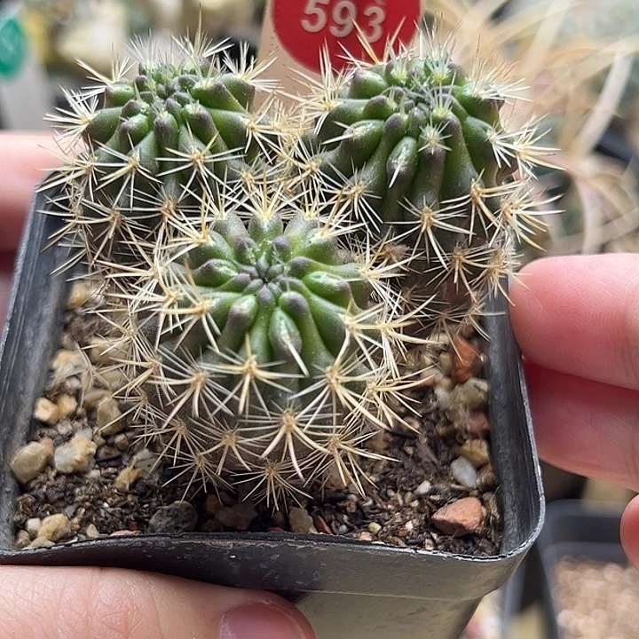 实生三头逆龙丸群一棵仙人球