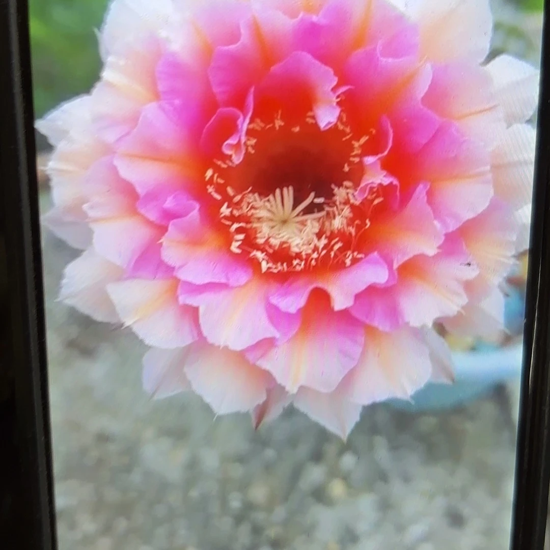 006彩侧牙20包邮60