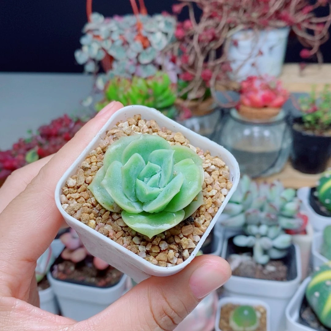 可爱玫瑰可爱玫瑰三颗