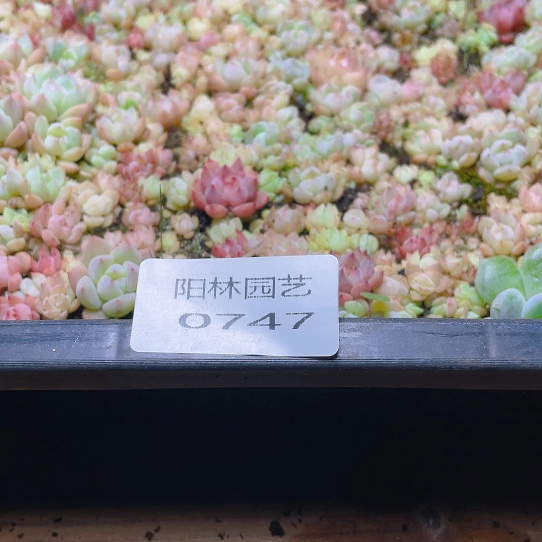 奶***࿐多肉植物多肉植物747