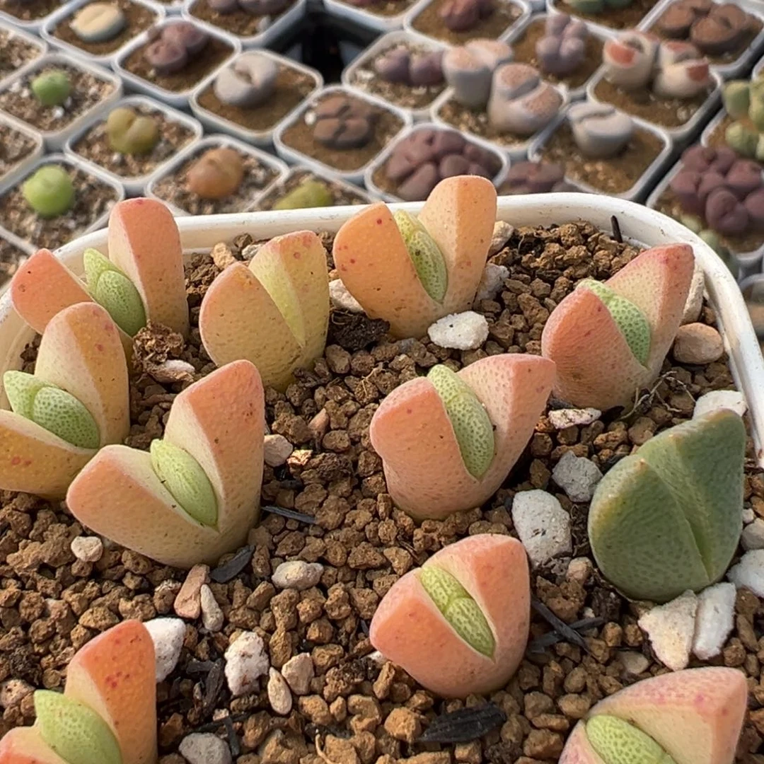 509多肉植物百科植物