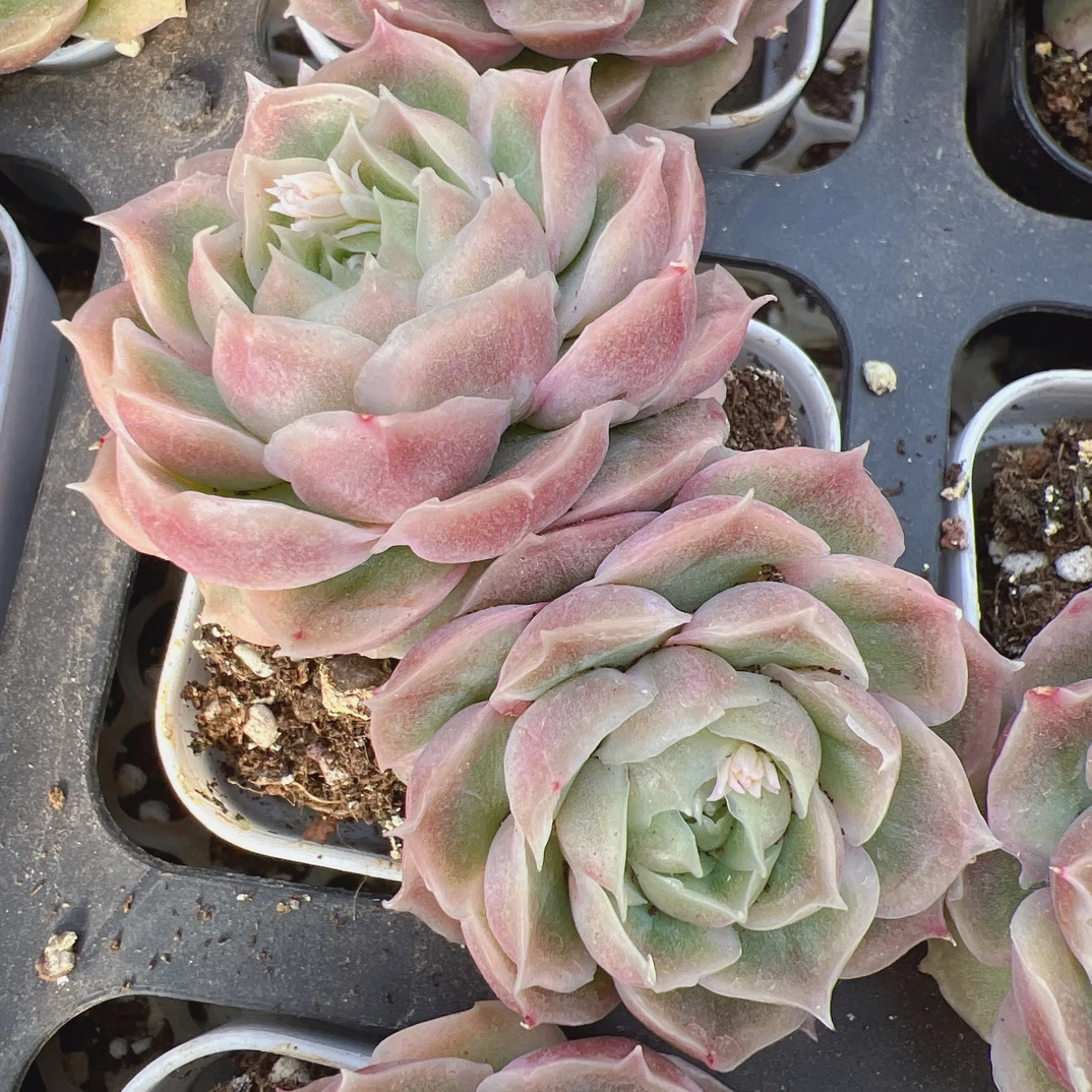 50#双头虾饺5-7cm带盆土（不包整）