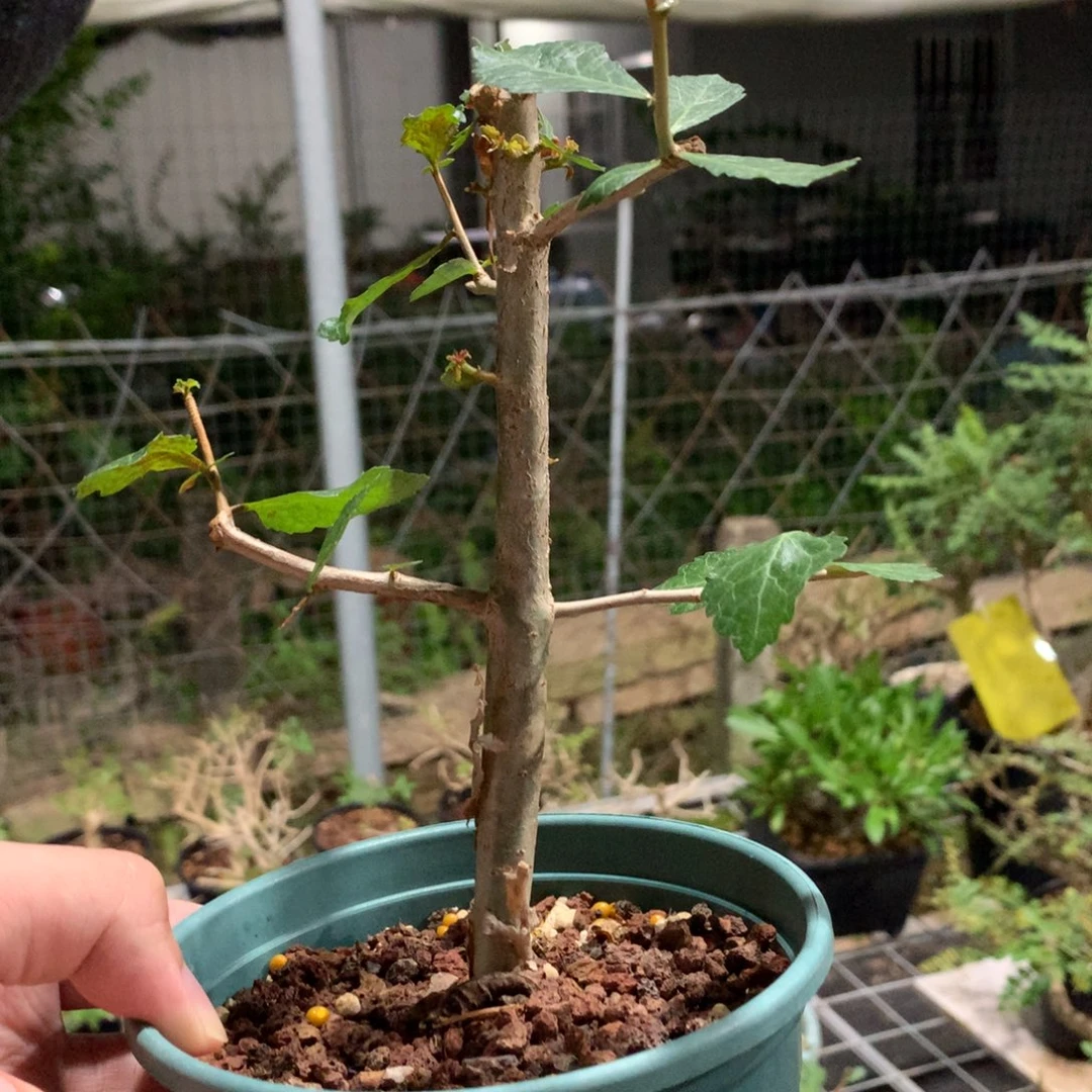 A***e当前无花栽培后可以开花怀特没药实生带盆土