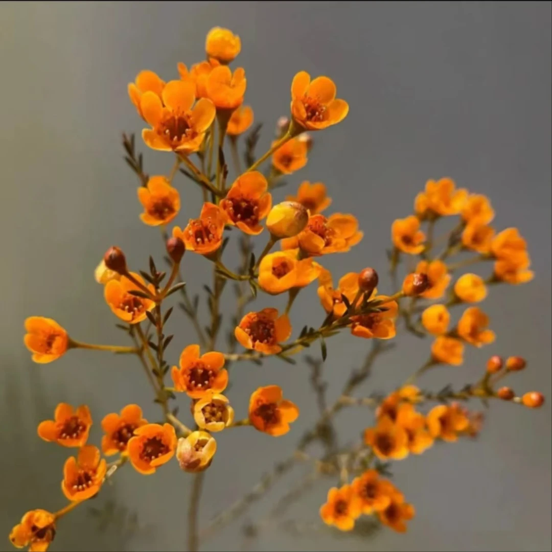 A级澳洲进口橙色腊梅一大把 批发花店摆地摊基地直发