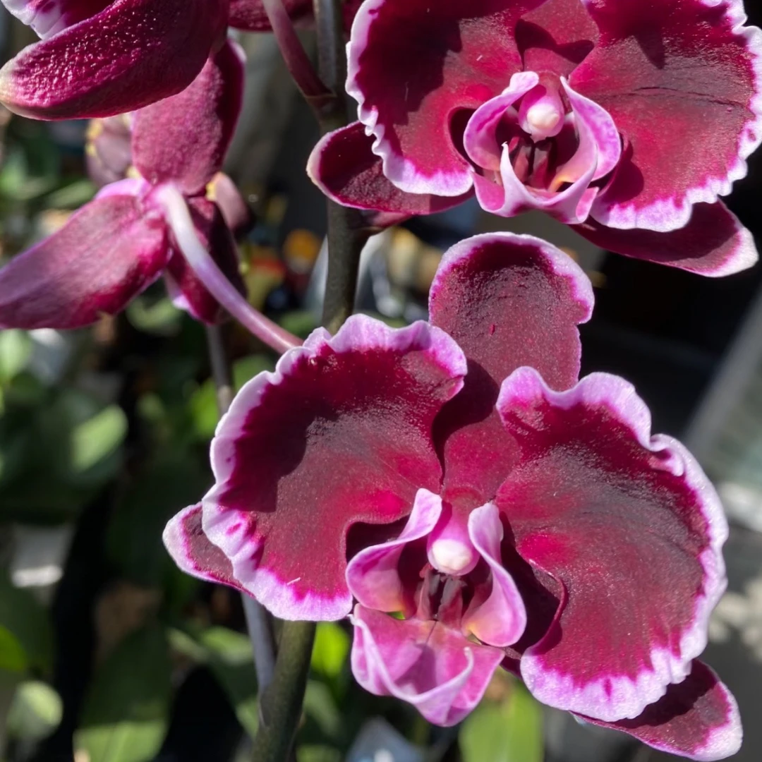 福利花苗【拉丁舞裙】2.8寸杯带花剑根可以叶片微瑕可挑苗