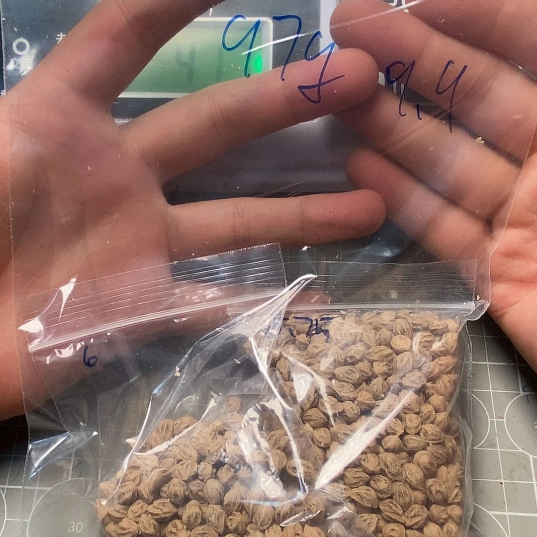 ****.柏香籽/百香籽吊坠