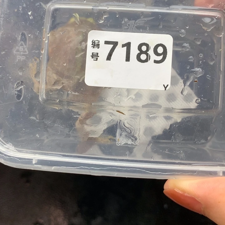 渔***角蛙7189小丑蛙蛙