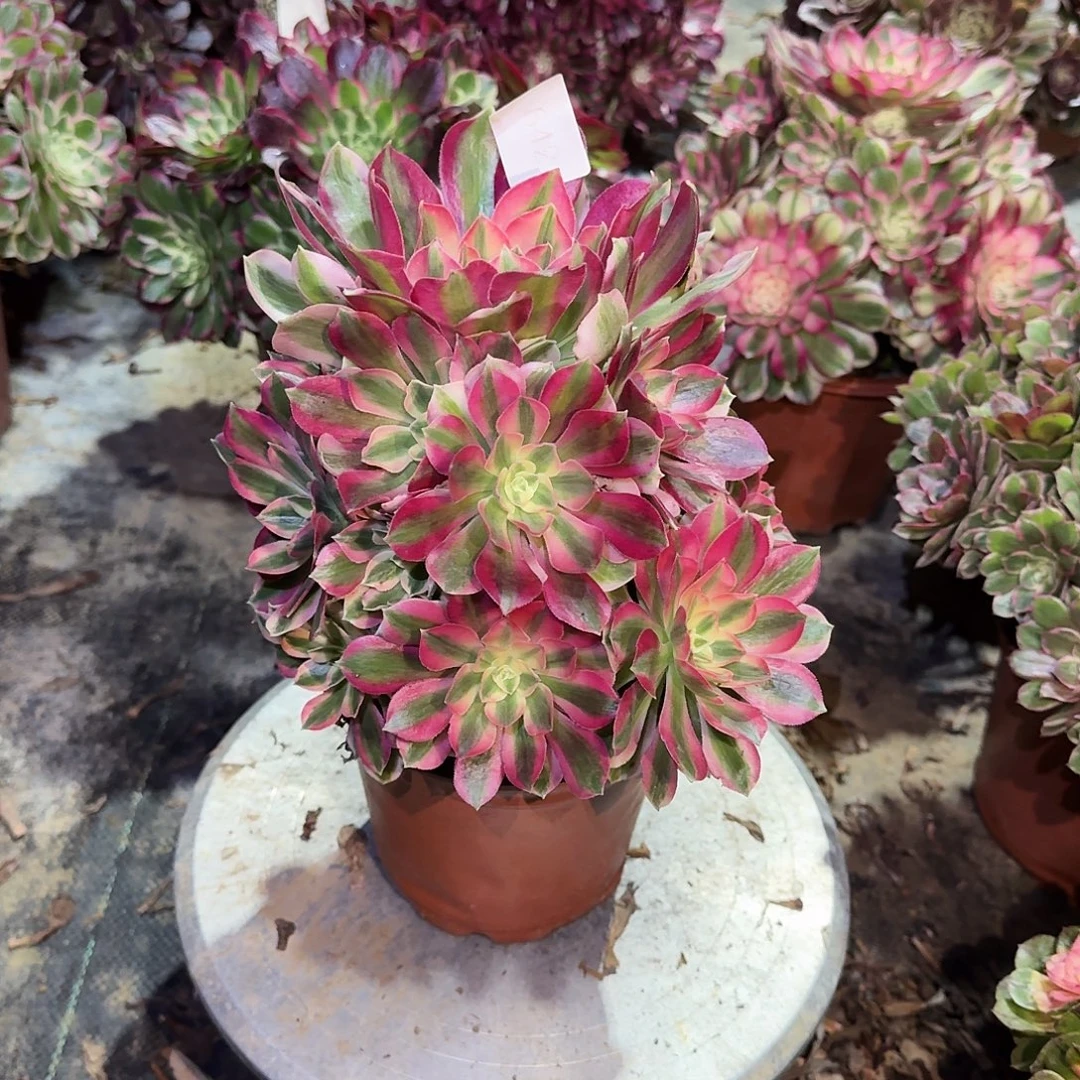 多肉植物粉女郎642