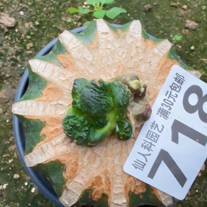 幸***5无花朵718大尤哥斯拉石化东三