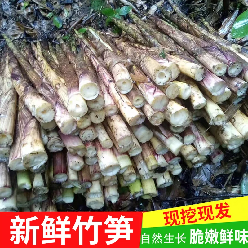 四川雅安现挖七月笋熊猫笋冷竹笋小竹笋秋笋新鲜蔬菜早上采下午发